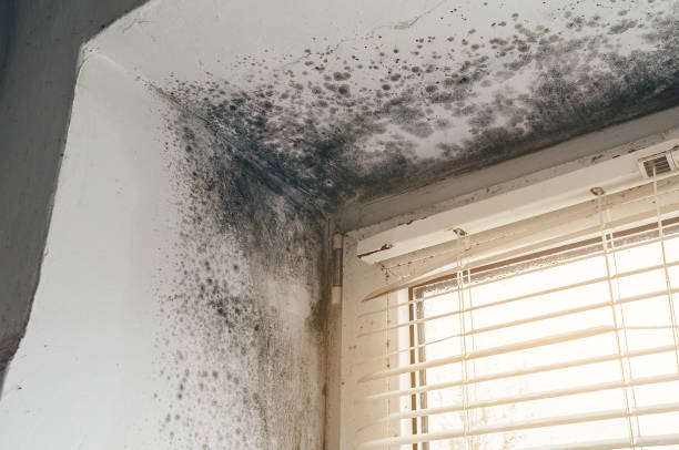 Trusted Black Mold Removal service in San Antonio, FL - Cheap Mold Removal
