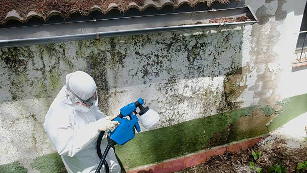 Trusted Crawl Space Mold Removal service in San Antonio, FL - Cheap Mold Removal